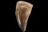 Large, Mosasaur (Prognathodon) Tooth #74982-1